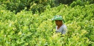 Aprobado en primer debate el Proyecto de Ley que establece el marco regulatorio de la hoja de coca