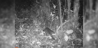 Tigrillo melánico en el Parque Nacional Natural Pisba, por primera vez registrado