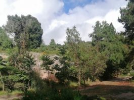 Empieza a germinar la semilla del Centro de Investigación del Jardín Botánico de Tunja