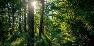 Holcim contribuirá al Programa Nacional de Carbono Neutralidad