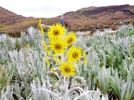 Quysqua Zoque: La fábrica de lluvias del departamento