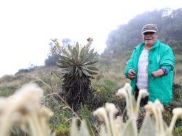 160 frailejones sembrados en Paipa
