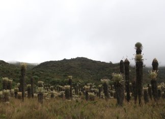 Corpoboyacá inicia el Plan de Manejo de Cortadera y Valle