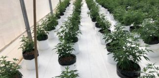 Cannabis colombiano de moda en el mundo