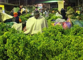 Plantas muestran evidencia científica sobre sus beneficios