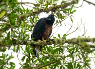 En Garagoa descubrieron segundo nido del Águila Real de la Montaña