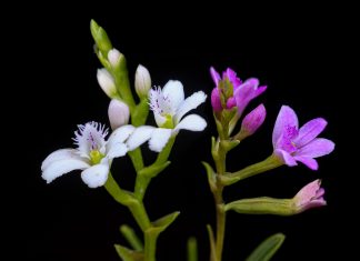 Lanzamiento de la cartilla: Orquídeas de Boyacá