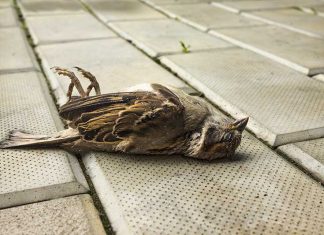 Aves se afectarían por contaminación lumínica y sonora de la pólvora