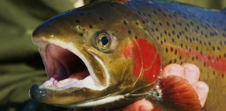 Trucha arcoíris será exportada desde Arcabuco