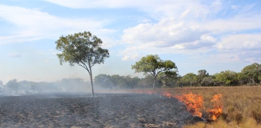Especies de los páramos llegarían a desaparecer por incendios