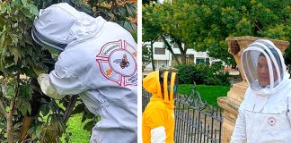 Abejas buscan resguardo en zona urbana de Tunja