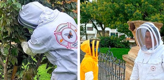 Abejas buscan resguardo en zona urbana de Tunja