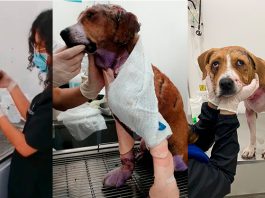 Así va Ángel, el perro desollado en Saboyá