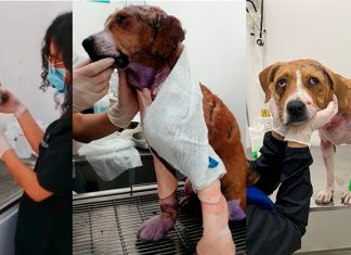 Así va Ángel, el perro desollado en Saboyá