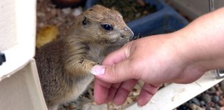 Viruela del mono: aunque el riesgo sea bajo no se debe bajar la guardia en la prevención