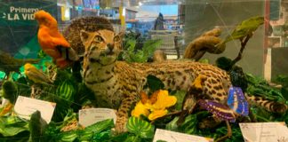 Museo de Historia Natural de la UPTC llegó a sus 60 años