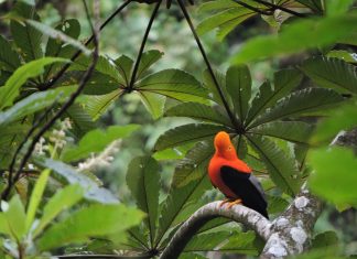 Sexto Festival de Aves, del 23 al 25 de septiembre