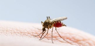 Alerta por aumento de casos de dengue en Colombia