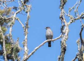En Pajarito realizarán el Primer Festival de Aves del río Cusiana