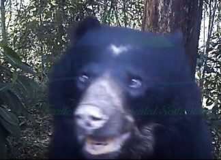 Dos osos de anteojos se pasean por Mamapacha