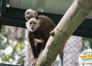 Monos, guacamayas y chigüiros regresaron a la libertad en Paz de Ariporo, Casanare
