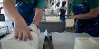 Queso doble crema, además de rico y nutritivo, tendría potencial probiótico