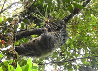 4 zarigüeyas, 1 perezoso de dos dedos y 1 Tingua azul recuperaron su libertad
