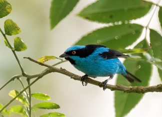 En Boyacá se vivirán 4 nuevos festivales de aves
