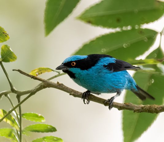 En Boyacá se vivirán 4 nuevos festivales de aves
