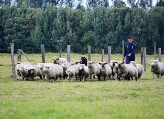 Boyacá, Antioquia y Cundinamarca llevan la delantera en ganadería ovina
