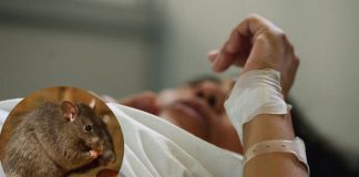 Secretaría de Salud de Boyacá advierte sobre la Leptospirosis