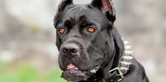 Piden medidas urgentes para control de perros de razas ‘potencialmente peligrosas’