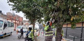 Se realizará la poda de 6.994 árboles en Tunja