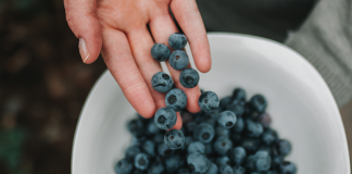 Este viernes nueva jornada académica y práctica sobre producción de arándanos