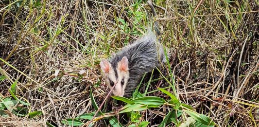 Rescatan a una zarigüeya junto con sus crías y un ejemplar juvenil