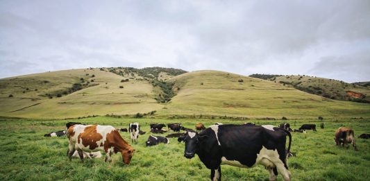 Chaparro solicita al Gobierno alivios para el sector lechero