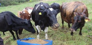 Aprenda cómo utilizar alimentos no tradicionales para alimentar al ganado