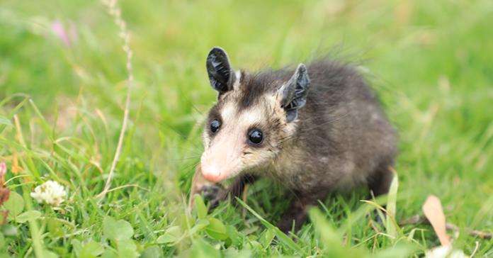 animal