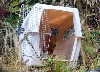 Cuatro años de compromiso con la fauna silvestre en Corpoboyacá: 1.450 especies recibidas y 478 liberadas
