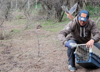 Corpoboyacá llega a la liberación de 100 especies de fauna silvestre en lo corrido del 2023