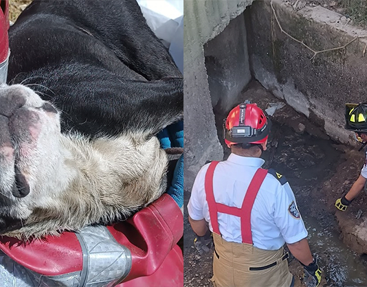 Bomberos Tunja rescatan a perro atrapado en alcantarilla