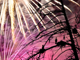 Estos son los efectos de la pólvora sobre la fauna