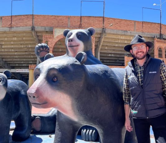 Tres osos andinos reemplazaron a tres toreros en la antigua plaza de toros César Rincón de Duitama