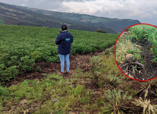 En el Occidente siguen destruyendo frailejones para sembrar papa