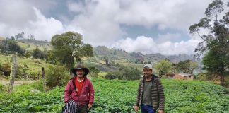 Comenzaron las cosechas de papa en nueve municipios apoyados por Boyacá Siembra