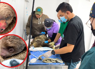 Rescatan y atienden a un oso perezoso y a su cría con quemaduras de tercer grado