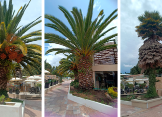 ¿Por qué van a podar acacias y a talar palmeras cerca a las termales de Paipa?