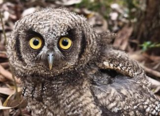 Rescatan y liberan seis ejemplares de fauna silvestre