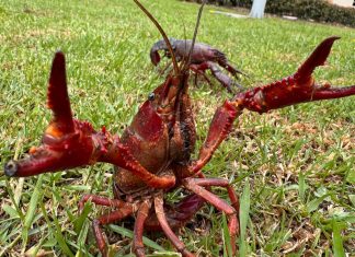 Alerta sobre los riesgos por consumo y manipulación del cangrejo rojo