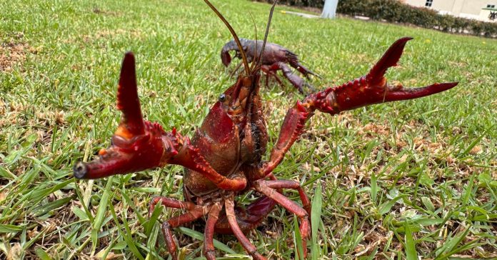 Imagen de WhatsApp 2025-05-13 a las 06.55.30_972614a2